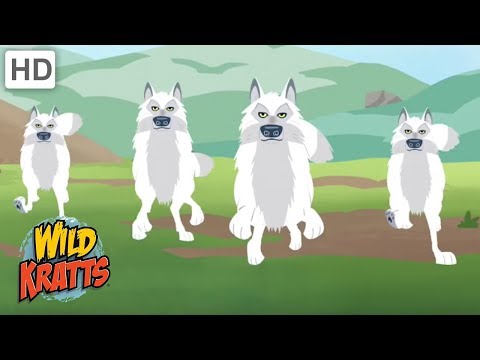 Wild Kratts - Showcasing Beautiful Animals # | Kids Videos