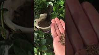 One Seed A Day OSAD 13.07.2020 Carum Caraway Alcaravea Kümmel 葛缕子属