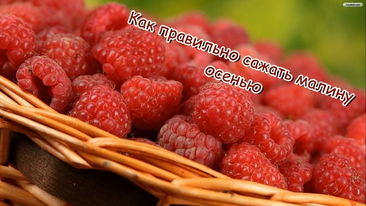 Малина лада малиновый закат