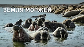 Земля моржей / Документальный фильм Life