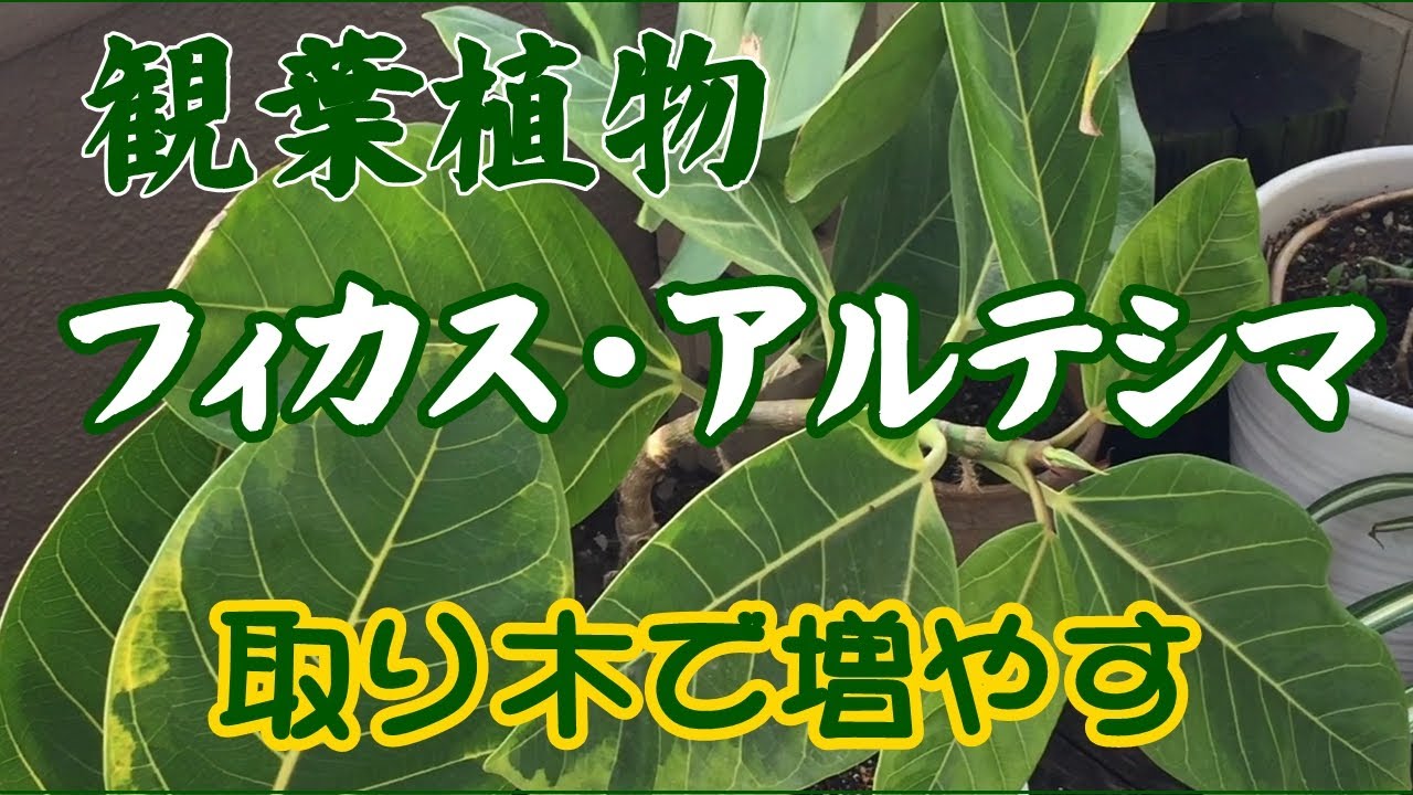 観葉植物 フィカス アルテシマの増やし方 取り木の方法 Youtube