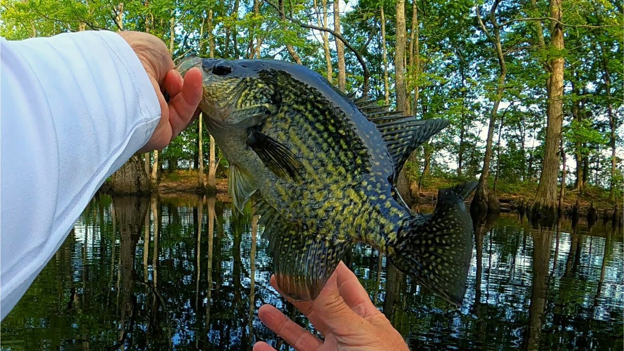 Crappie fishing the Cypress and Tupelo trees beetle spin, Bobby