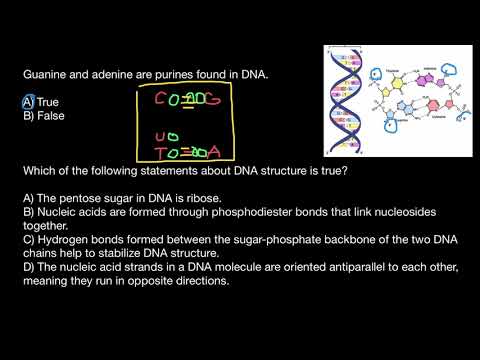 Video: Le pirimidine formano legami covalenti con le purine?