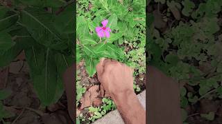 Cool, Bright White Flowerx