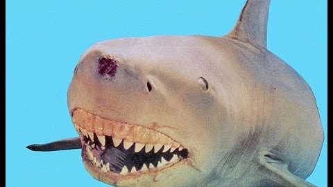 Jaws Animatronic Montage - Part 3
