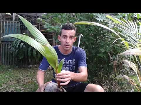 Vídeo: Com Plantar Un Coco