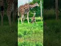 A heart-melting moment in the wild — the miracle of a newborn giraffe. 🦒💛