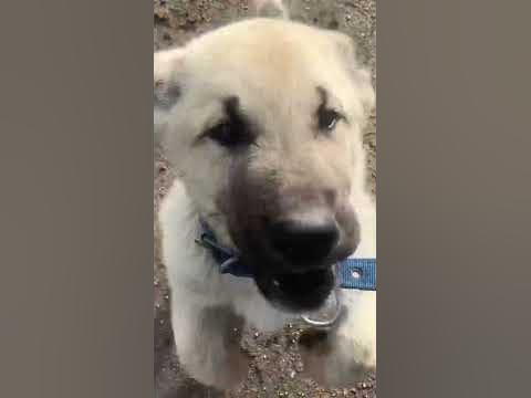 BOZ KANGALLAR… #dog #alabai #kangal #wolf #köy #kangalköpeği #bahoz # ...