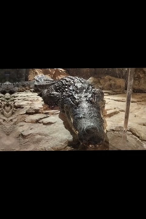 Казанский океанариум.Если зайдёт выложу 2ч.♥️ - YouTube