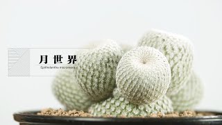 サボテン 月世界 Epithelantha Micromeris Youtube