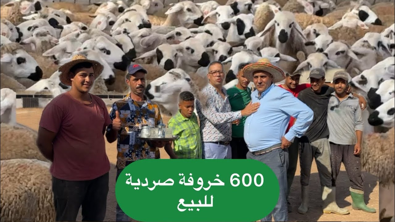 600 خروفة 🐑 صردية ANOC للبيع في ضيعة الصح و المعقول ضيعة فريد المزابي 🇲🇦