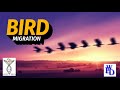 Migratory Birds// Migration Routs//How these birds do migration//Challenges