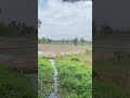 🥺❤️🩹 #traveldiaries #travel #travelvideos #polonnaruwa #viral
