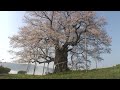 岡山県　醍醐桜