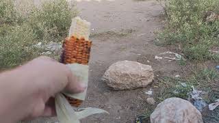 Today Village Vlog My Beautiful Village