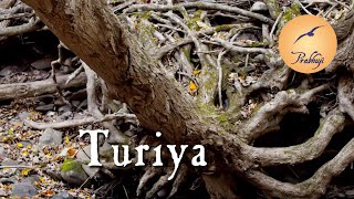 Turiya - Prabhuji