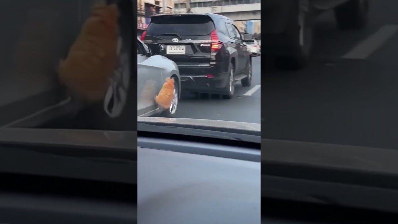 This cat is wildin 🫠