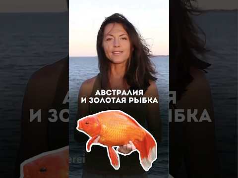 Австралия и золотая рыбка