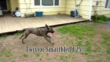 Slow motion - Twixtor vs. Premiere built-in