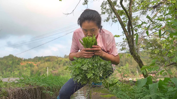 水芹，野菜中的極品，它和致命的毒芹外形非常相似，妳能區分兩者嗎|Cress, the best of wild vegetables【鄉野蓮姐】@4K - 天天要聞