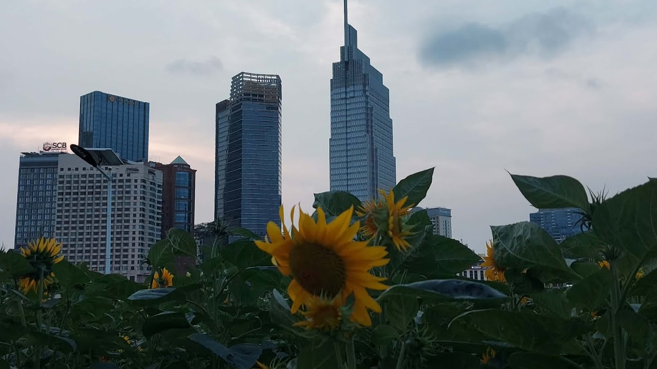 Прекрасные места для регистрации: подсолнечный сад в парке Тху Дык и красивый пруд с лотосами и в...