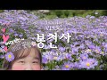 (권뚱Vlog) 매력적인 보라색 개미취 꽃밭이 펼쳐진 문경의 아름다운 절 &#39;봉천사&#39;