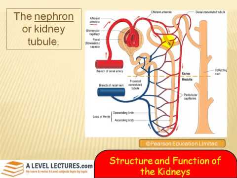 Structure and function of the kidneys - YouTube