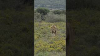 🦁🦁NOMADIC Male Lion on the Move