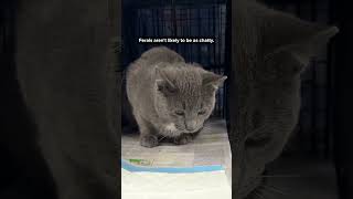 Friendly or Feral?