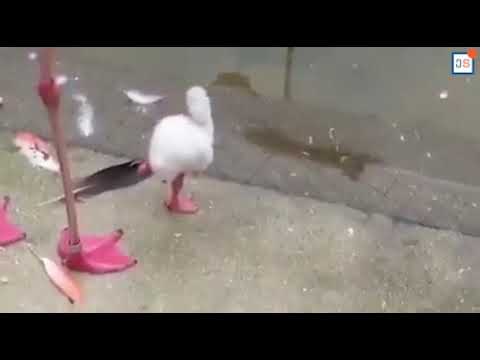 პატარა ფლამინგო ერთ ფეხზე დგომას სწავლობს