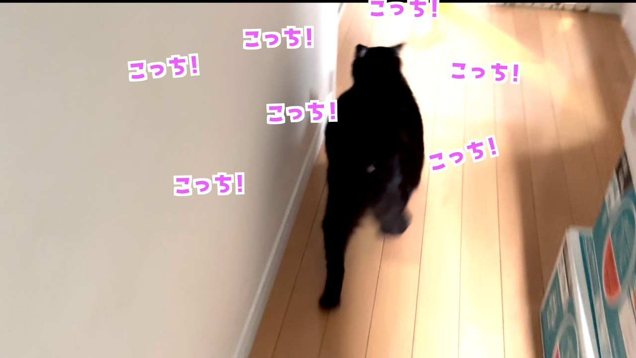 猫たちとの日常と、すしハムちゃん制作の裏側④