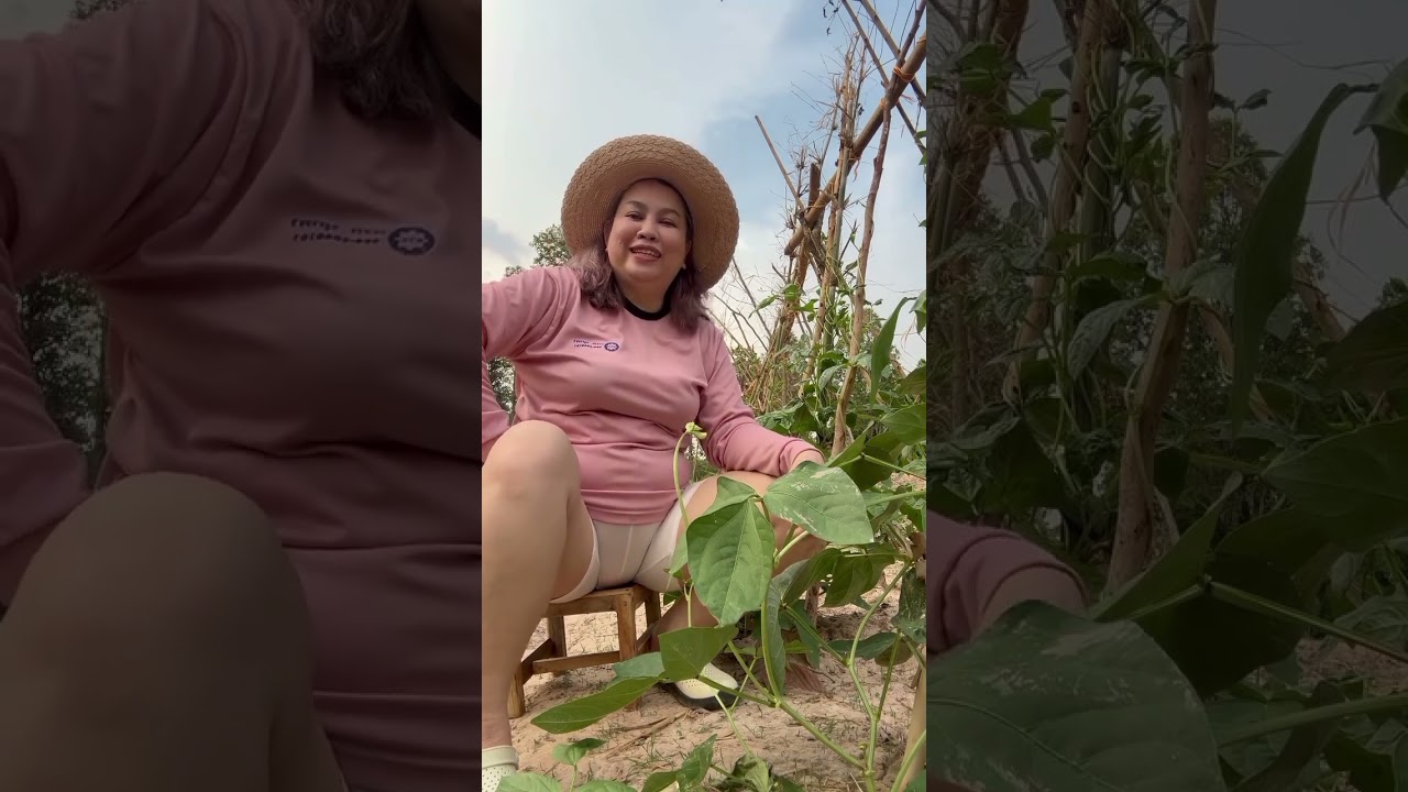 พาชมถั่วฝักยาวกับแตงค่ะ |ปลูกเองค่ะ แนะนำหน่อยค่ะ