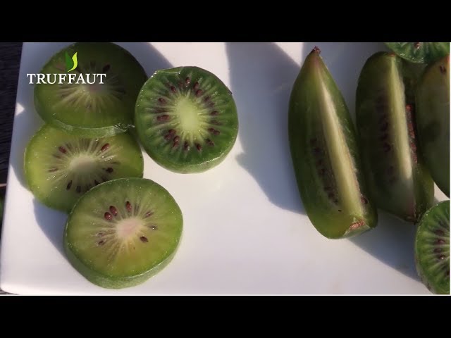 Original et gourmand, le mini-kiwi se cultive en liane et séduit par ses fruits sucrés en forme de mini-poires
