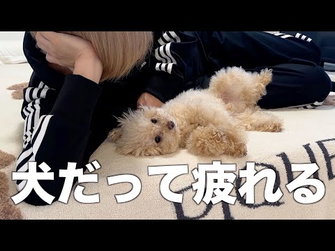 多忙な日々に疲れ果てた小さなトイプードルがこちら...