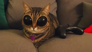 Cats That Are Born Only Once In a Thousand Years