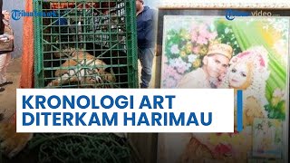Kronologi ART di Samarinda yang Tewas Diterkam Harimau Peliharaan Milik Majikan, Pintu Tak Terkunci