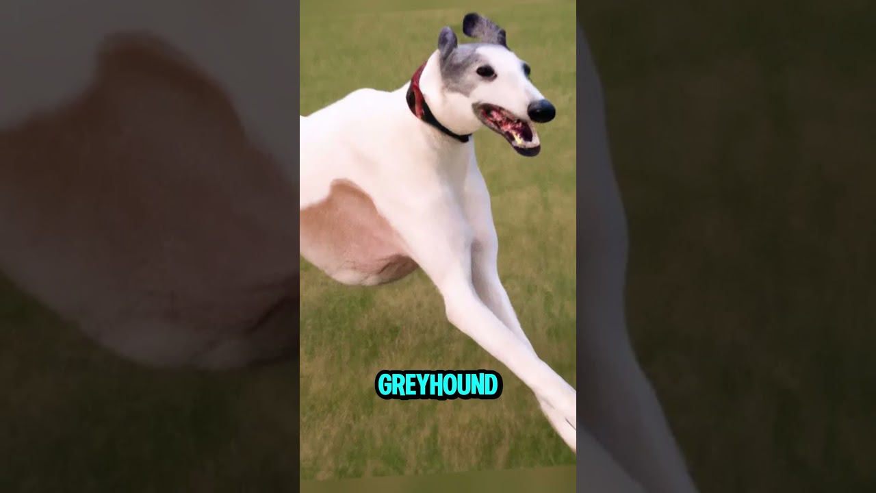 Top 10 Best Dog Breeds for Families in 2025 