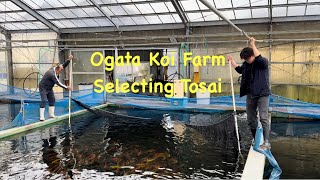 Ogata Koi Farm | Selecting Tosai | WhatsApp Event