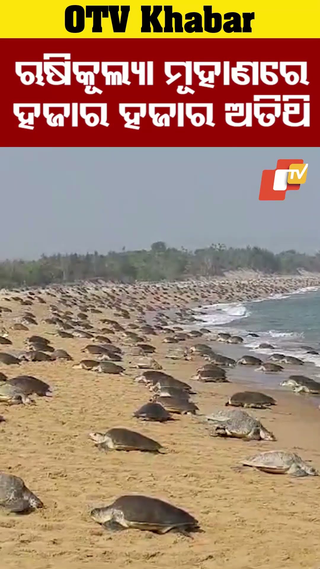 ଋଷିକୂଲ୍ୟା ମୂହାଣରେ ହଜାର ହଜାର ସଂଖ୍ୟାରେ ପଂହଚିଛନ୍ତି ନୂଆ ଅତିଥି  #OTV #OdishaTV #Ganjam #Rusikul