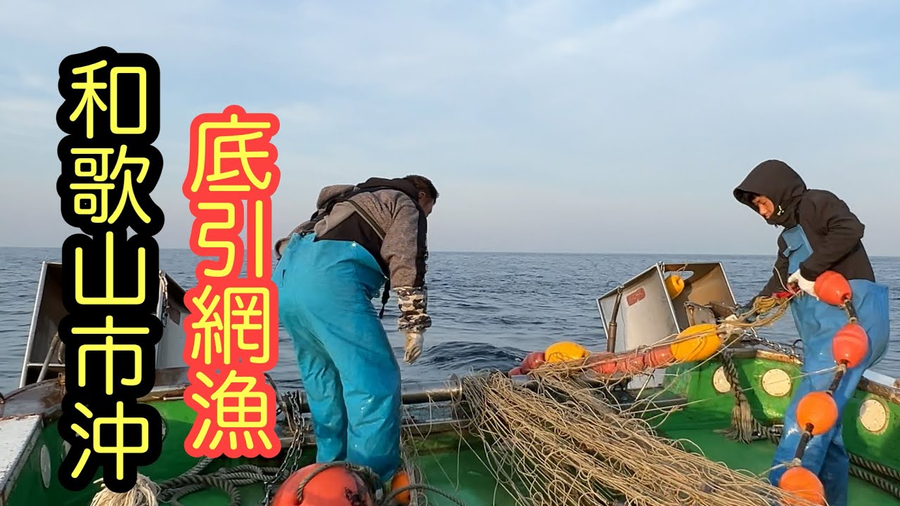 和歌山市沖に底引網を引いてみたら❗️この魚が‥