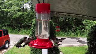 Hummingbird Fall Migration 2020 #hummingbirds