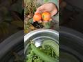 Harvesting Sem, Tomatoes &amp; Ridge Gourd (Taroi) | Fresh Vegetable Picking | Jeet Vlog 3.0