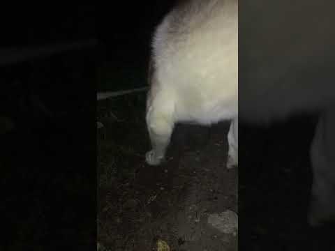 Сибирский хаски и