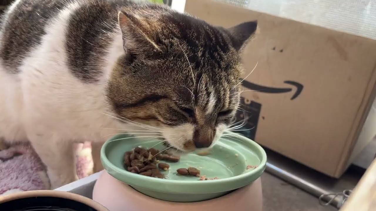 にゃんきち傷の具合を確認▼猫に食べさせてもらう人間シリーズ43
