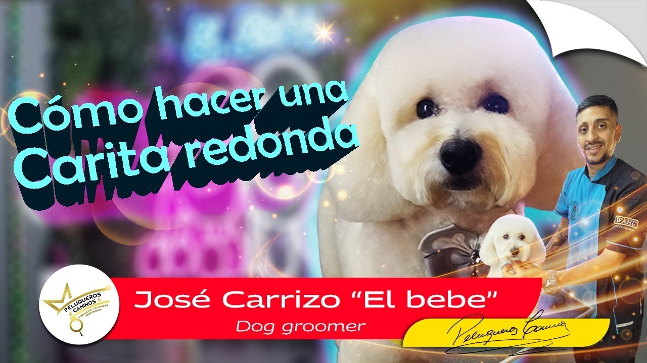 Carita redonda . Como hacer una carita redonda en Caniche o bichón, paso a paso. Peluquería Canina