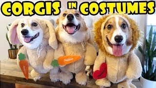 Best Funny CORGI Costumes - Fashion Show || Life After College: Ep. 623