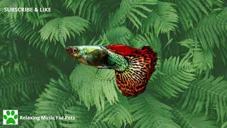 Relaxing  For Guppy Fish  Calming And Soothing  To Attract Your Pet Fish To You  50 Mins