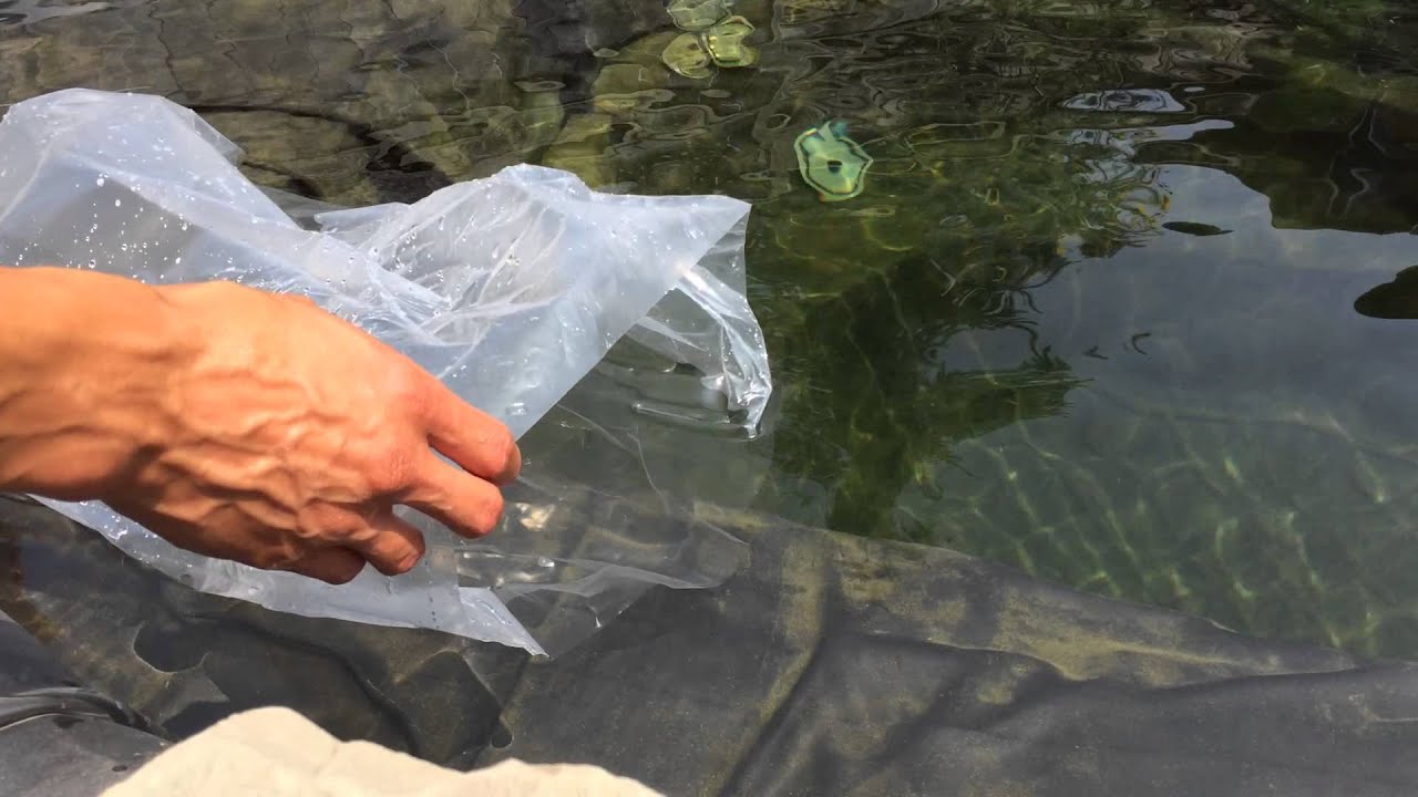 Crystal clear koi pond YouTube