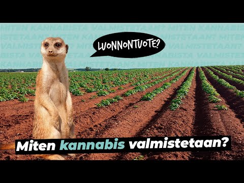 Video: Milloin kannabinsiemenet kylvää?