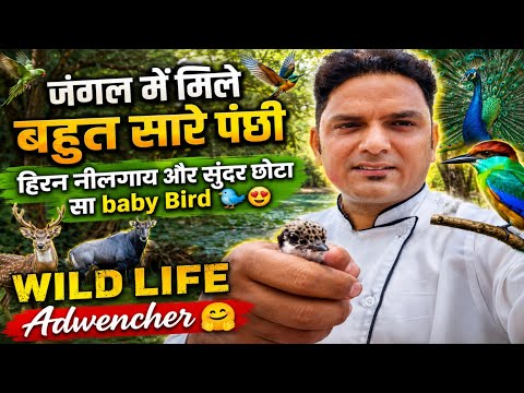 🌿 Jungle Vlog India | Saw so many birds and animals for the first time 😱 #forest #india @Anshucha...
